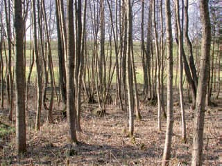 Stangenholz