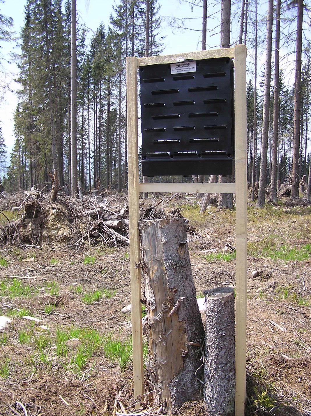 Borkenkäferfalle