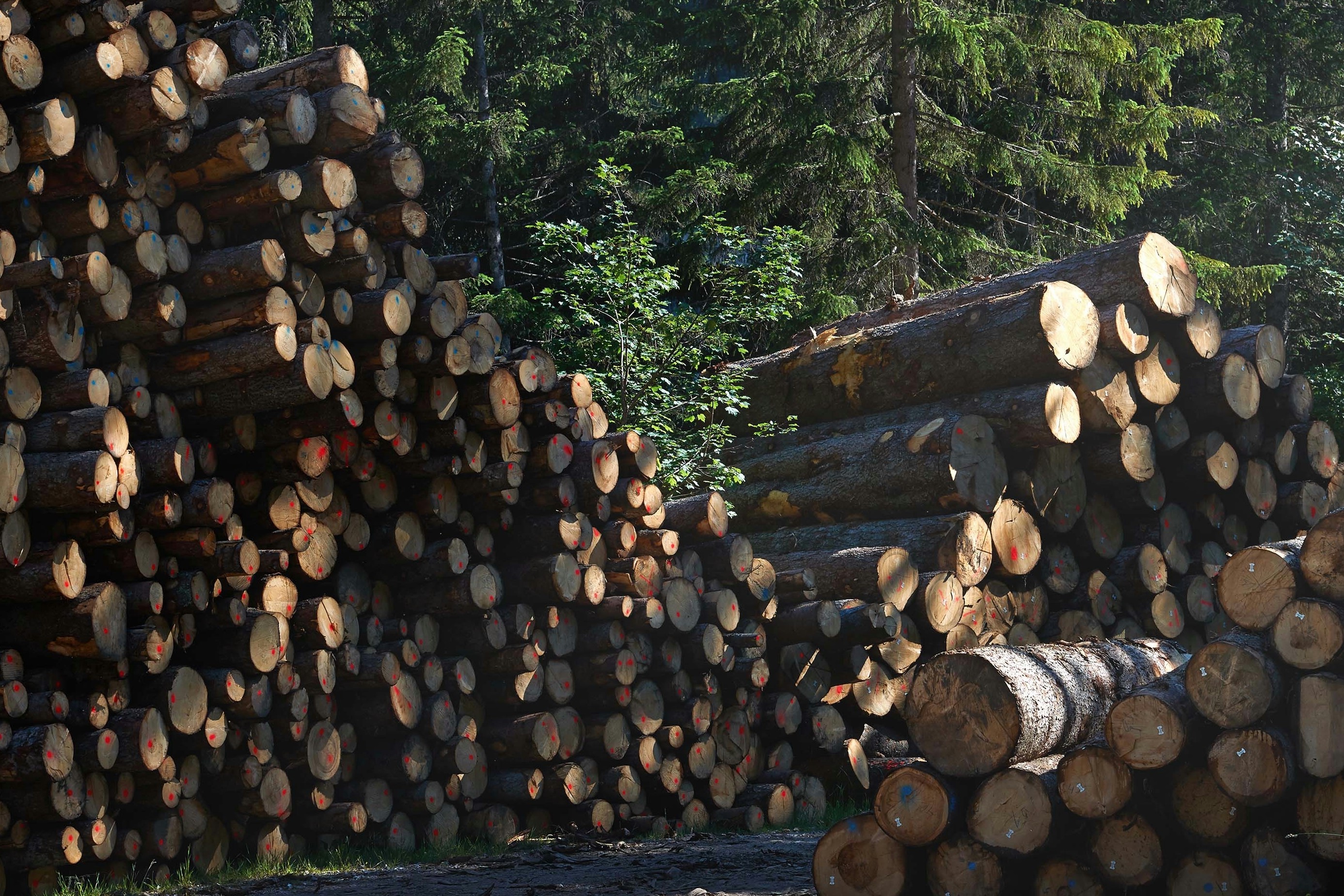 Holz