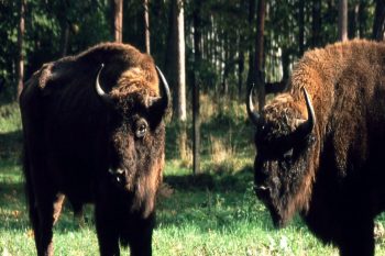 Wisent