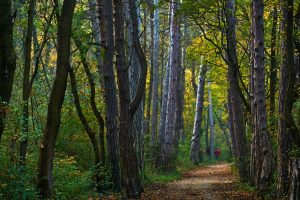 Waldweg