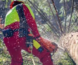 Motorsäge im Einsatz