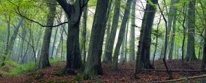 Wald