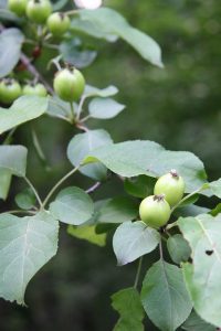 Wildapfel