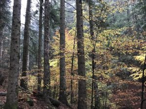 Mischwald
