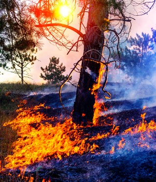 Waldbrand