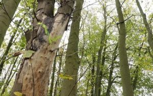 Ahornwald